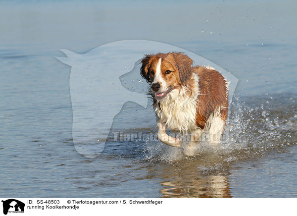 rennender Kooikerhondje / running Kooikerhondje / SS-48503