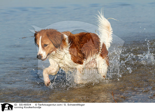 rennender Kooikerhondje / running Kooikerhondje / SS-48504