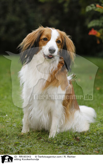 sitting Kooikerhondje / RR-90343