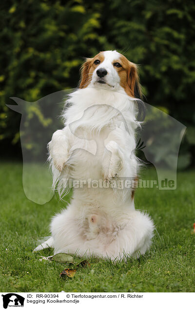 Kooikerhondje macht Mnnchen / begging Kooikerhondje / RR-90394