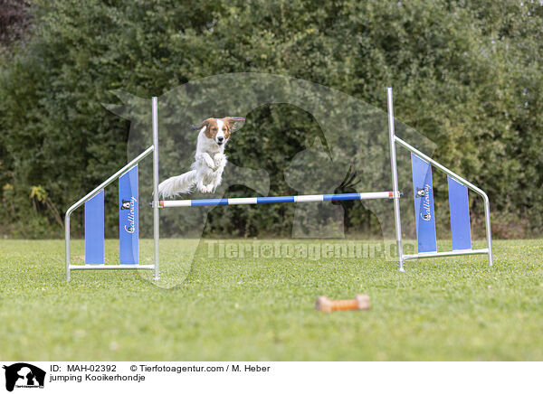 springender Kooikerhondje / jumping Kooikerhondje / MAH-02392