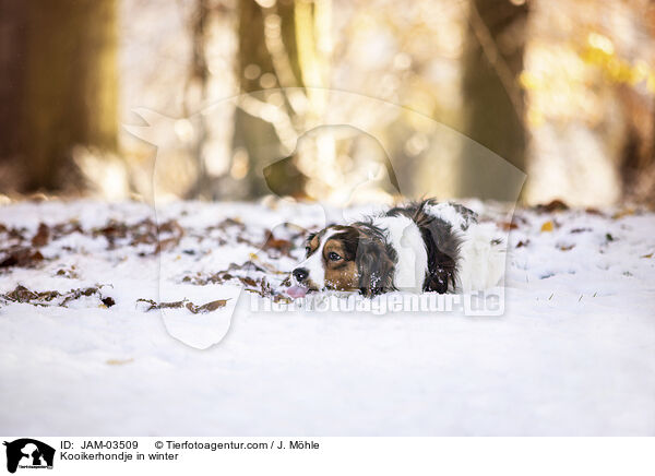 Kooikerhondje im Winter / Kooikerhondje in winter / JAM-03509