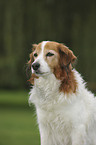 Kooikerhondje Portrait