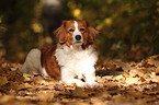 lying Kooikerhondje