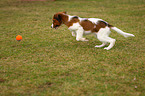 young Kooikerhondje