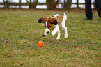 young Kooikerhondje