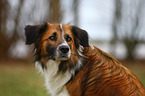 Kooikerhondje Portrait