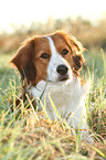 lying Kooikerhondje