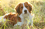 lying Kooikerhondje