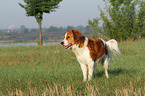 standing Kooikerhondje