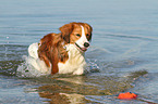 playing Kooikerhondje