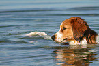 bathing Kooikerhondje