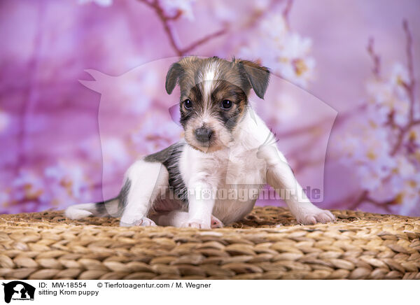 sitting Krom puppy / MW-18554