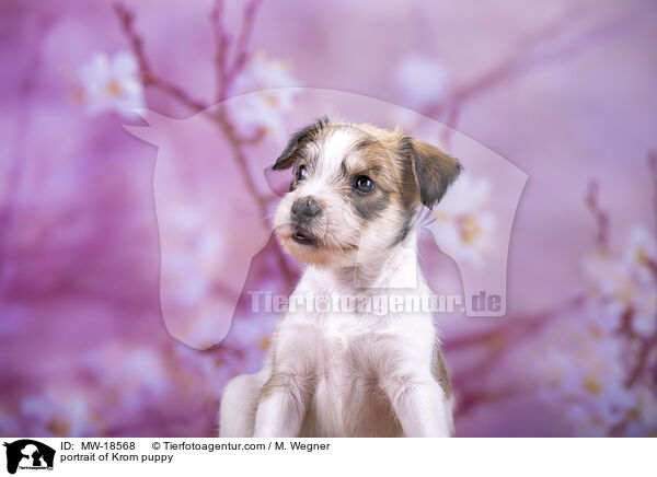 portrait of Krom puppy / MW-18568