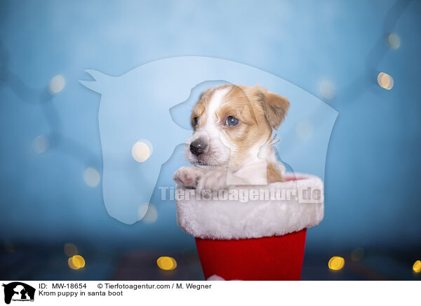 Krom puppy in santa boot / MW-18654