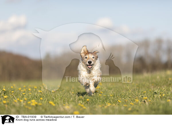 Kromfohrlnder rennte ber Wiese / Krom dog runs across meadow / TBA-01939