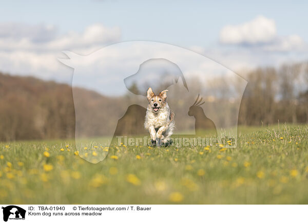 Krom dog runs across meadow / TBA-01940