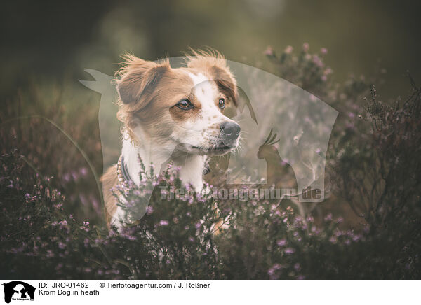 Krom Dog in heath / JRO-01462