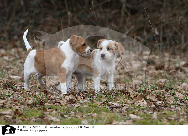 2 Krom Dog puppies / BES-01837
