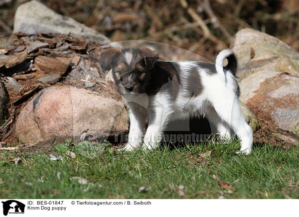 Krom Dog puppy / BES-01847