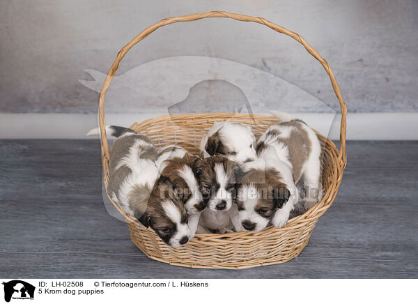 5 Krom dog puppies / LH-02508