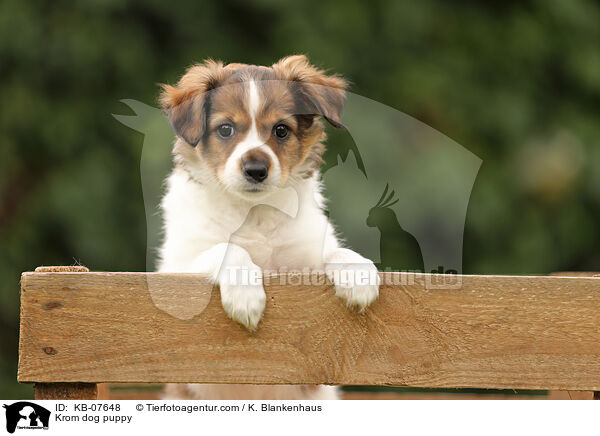 Kromfohrlnder Welpe / Krom dog puppy / KB-07648