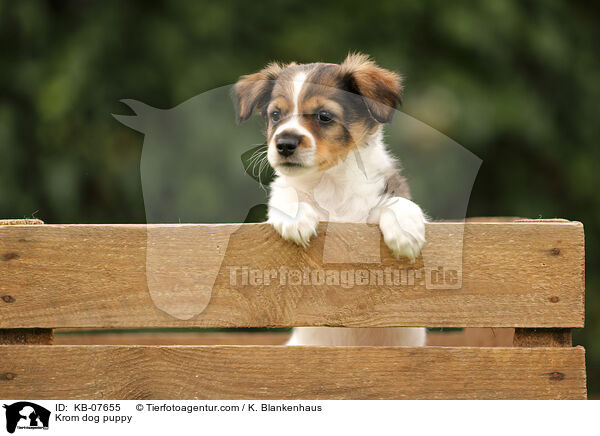 Kromfohrlnder Welpe / Krom dog puppy / KB-07655