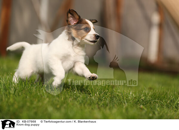 Kromfohrlnder Welpe / Krom dog puppy / KB-07668