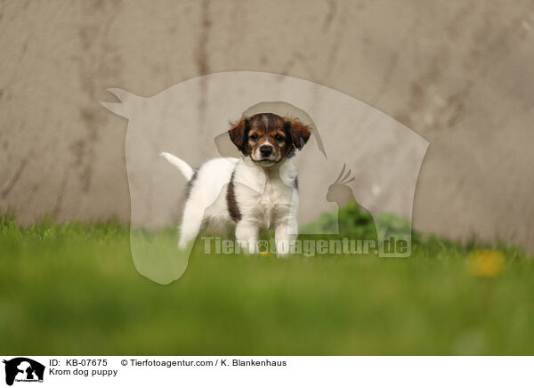 Kromfohrlnder Welpe / Krom dog puppy / KB-07675