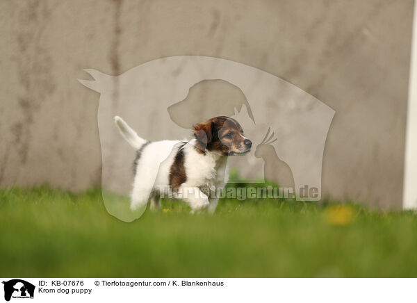 Kromfohrlnder Welpe / Krom dog puppy / KB-07676