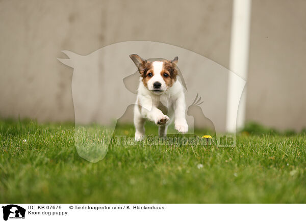 Kromfohrlnder Welpe / Krom dog puppy / KB-07679