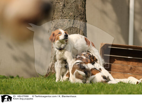Kromfohrlnder Welpen / Krom dog puppies / KB-07688