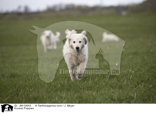 Kuvasz Puppies / JM-10643