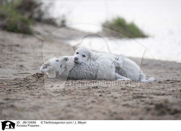 Kuvasz Puppies / JM-10686