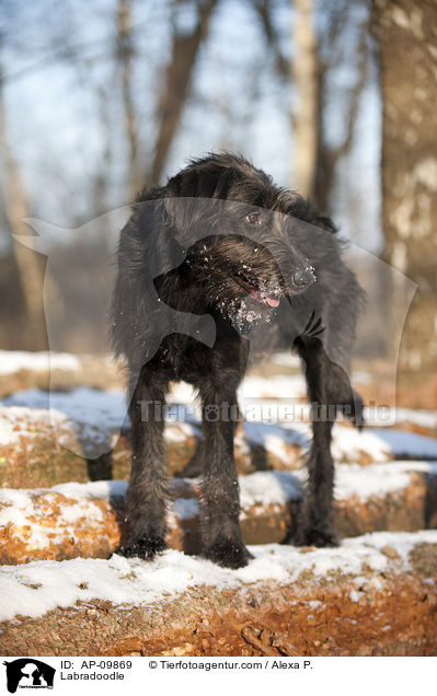 Labradoodle / Labradoodle / AP-09869