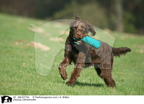 playing Labradoodle / AB-02739