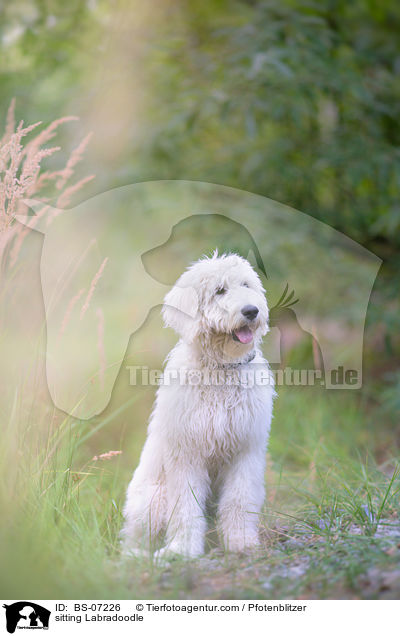 sitting Labradoodle / BS-07226