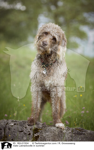 male Labradoodle in summer / RG-01504
