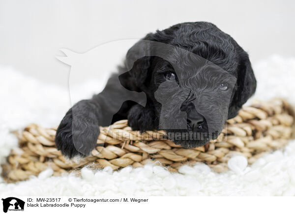 black Labradoodle Puppy / MW-23517