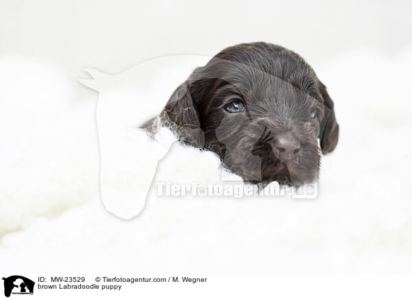 brauner Labradoodle Welpe / brown Labradoodle puppy / MW-23529