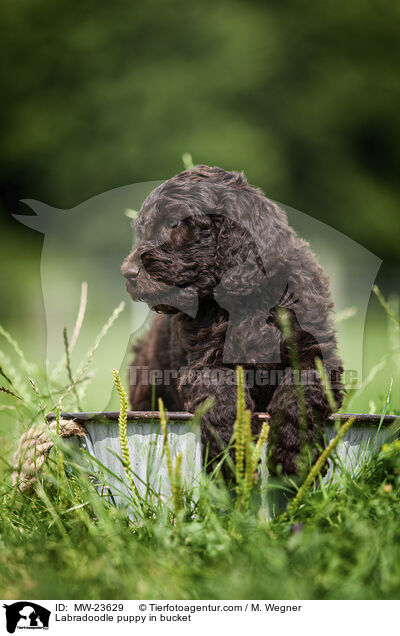 Labradoodle puppy in bucket / MW-23629