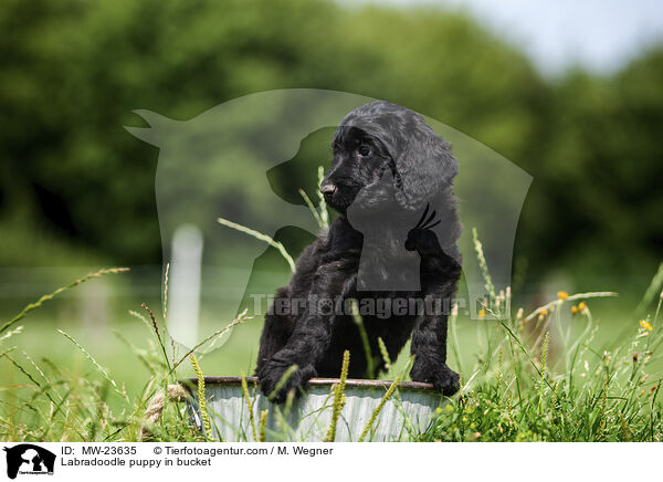 Labradoodle puppy in bucket / MW-23635