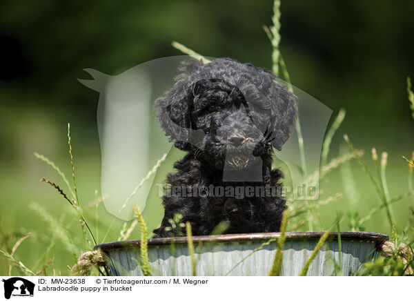 Labradoodle puppy in bucket / MW-23638