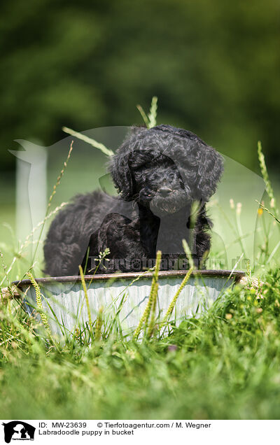 Labradoodle puppy in bucket / MW-23639