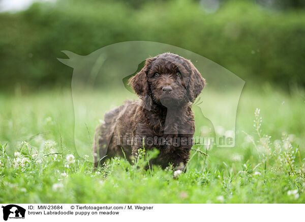 brown Labradoodle puppy on meadow / MW-23684