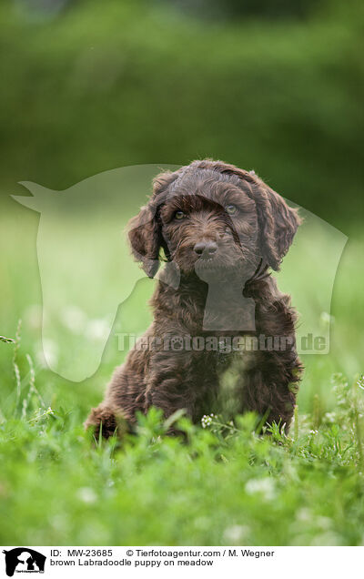 brown Labradoodle puppy on meadow / MW-23685