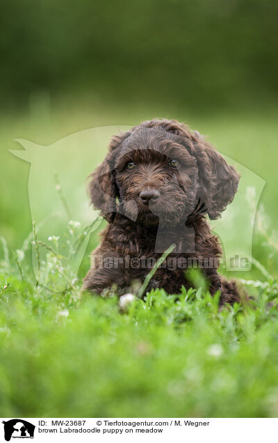 brown Labradoodle puppy on meadow / MW-23687