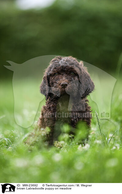 brown Labradoodle puppy on meadow / MW-23692