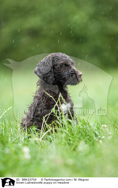 brown Labradoodle puppy on meadow / MW-23704