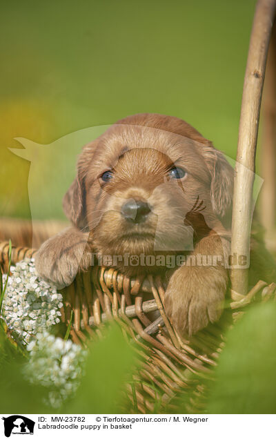 Labradoodle puppy in basket / MW-23782